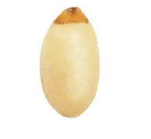 Pine Nut Kernels