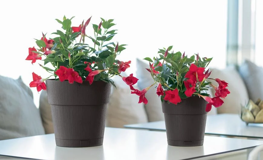 Ethica Pots Collection