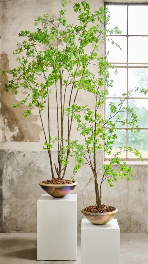 Silk-ka Trees and Plants Special Edition