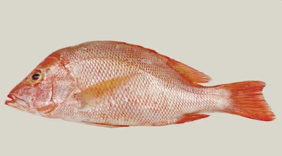 Cá snapper đỏ đông lạnh