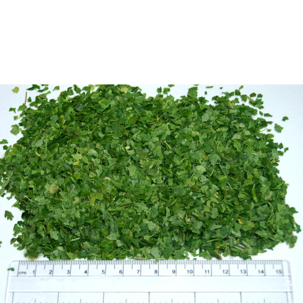 IQF Coriander Frozen Herbs