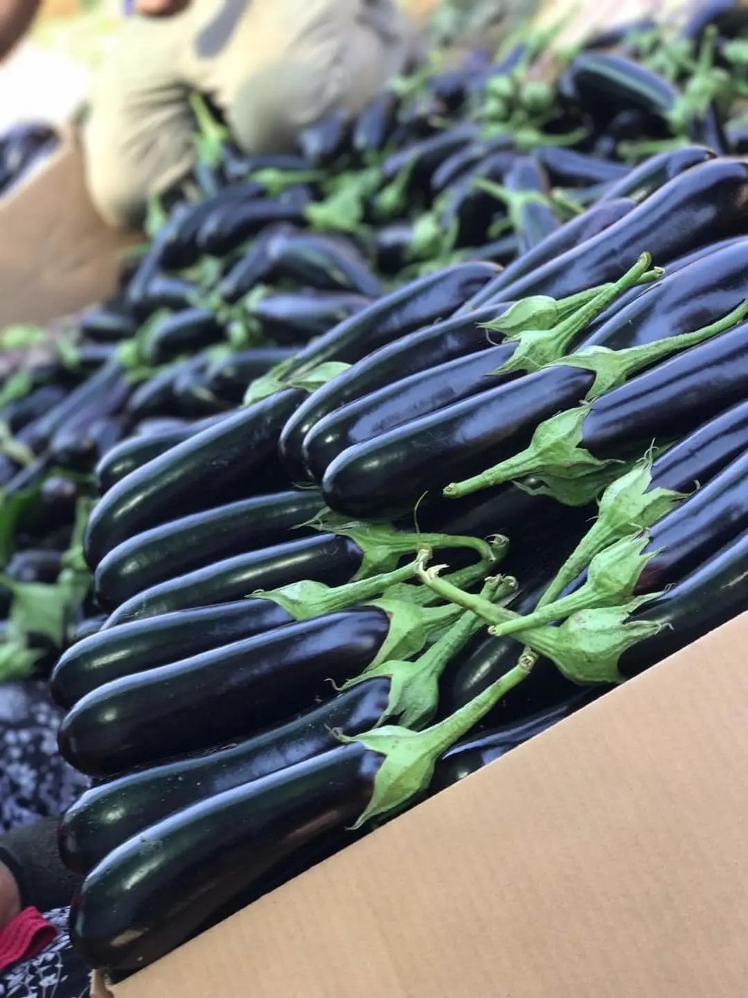 Pelbagai Buah-buahan dan Sayur-sayuran Segar