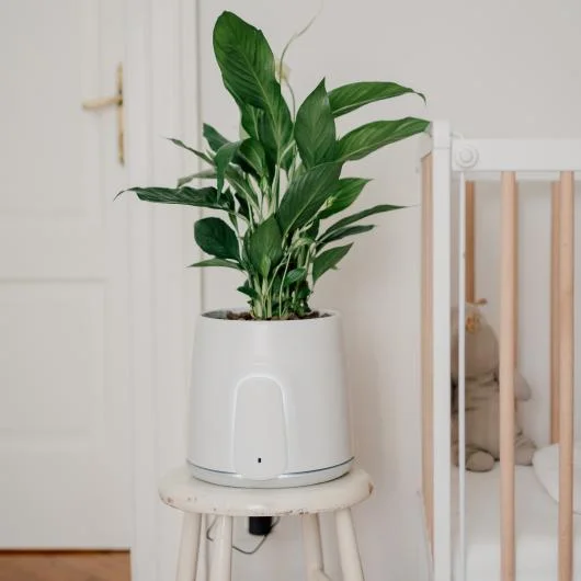 Natede Natural Air Purifier
