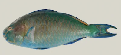 Cá vẹt (cá vẹt) nguyên con đông lạnh