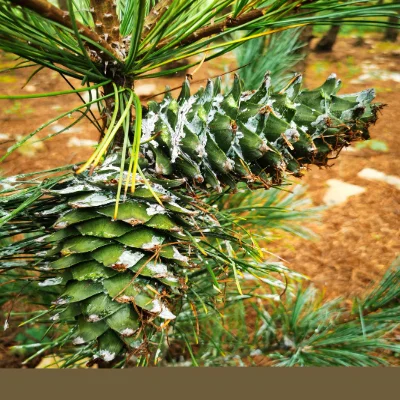 Pine nut cone
