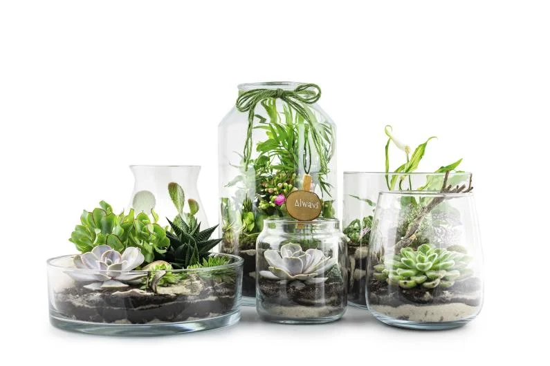 Decor Bottles and Bud Vases