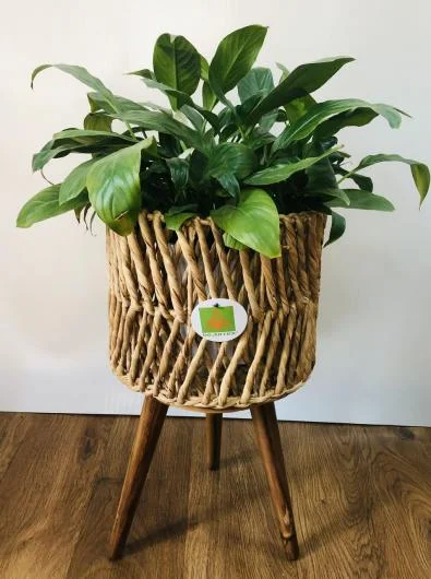 DS-KWB6277 Water Hyacinth Planter Pot